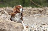 CAVALIER KING CHARLES 194